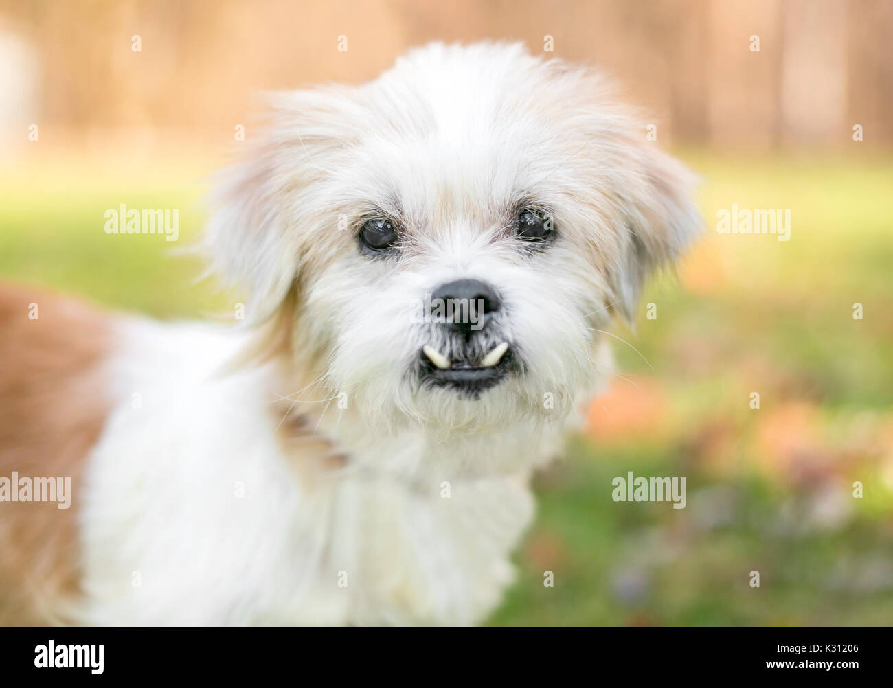 Un piccolo scruffy razza cane con un underbite (malocclusioni) Foto Stock