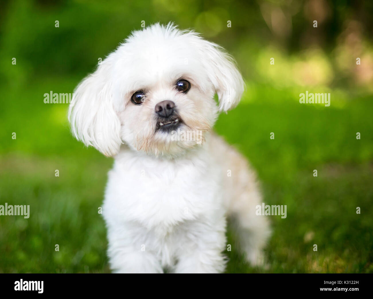 Un piccolo soffice bianco di razza mista cane all'aperto Foto Stock