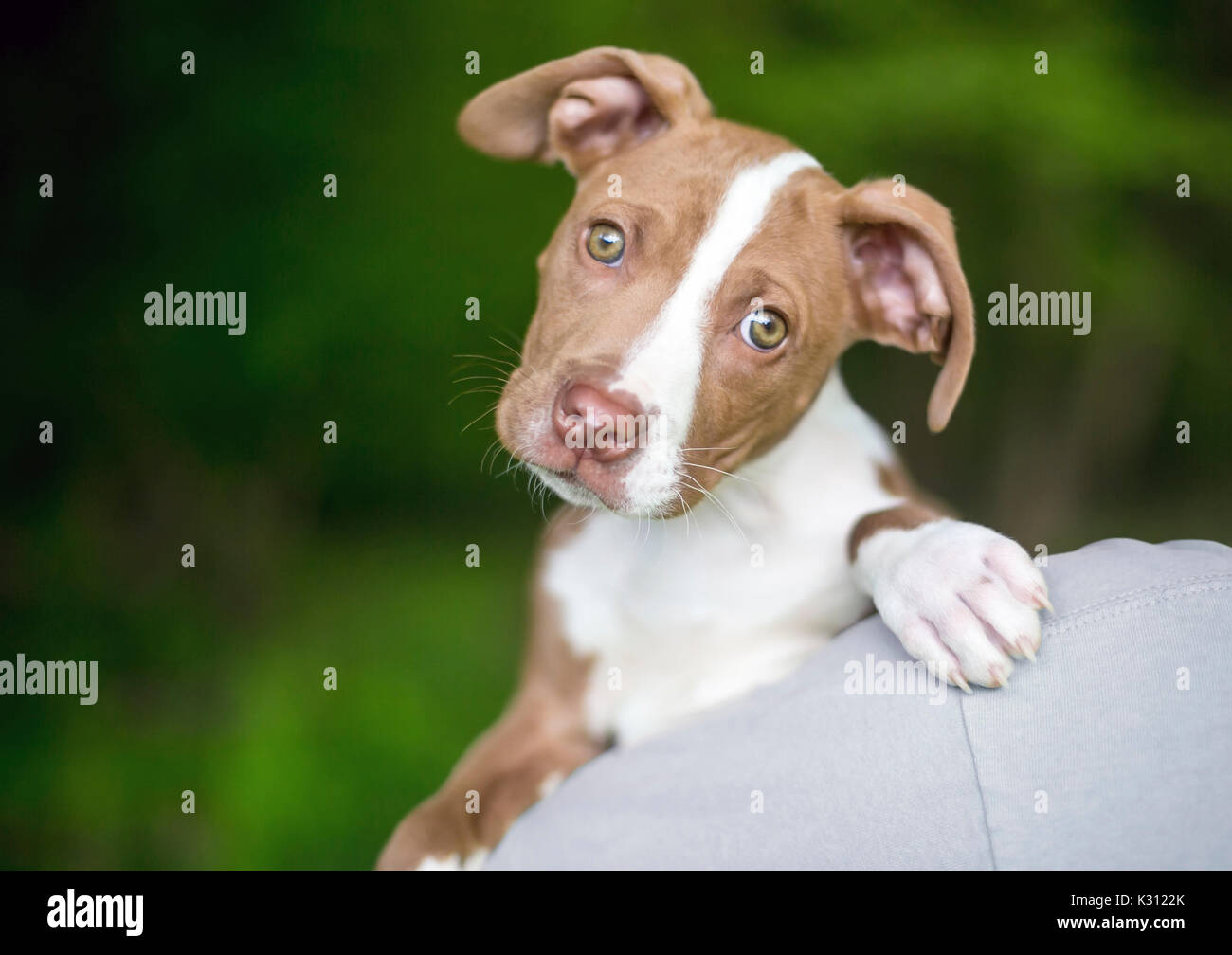 Un simpatico il bianco e il rosso cucciolo di guardare al di sopra della spalla di una persona Foto Stock