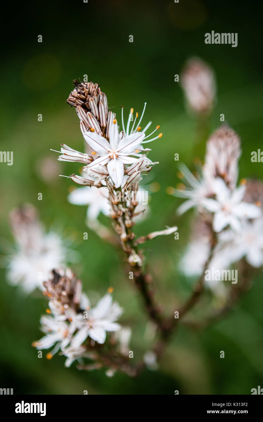 Fiore bianco in menorca Foto Stock