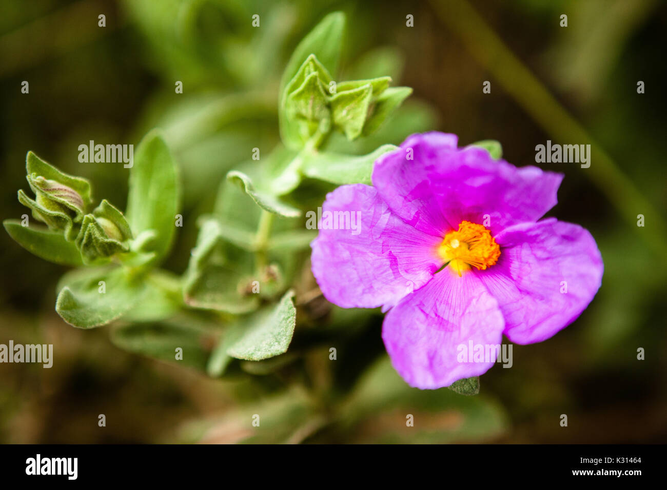 Quattro o fiore di orologio Foto Stock