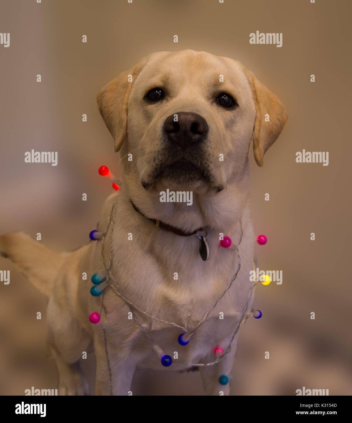 Dudley il cucciolo di Labrador in spirito di festa con multicolore luci fairy su di lui Foto Stock