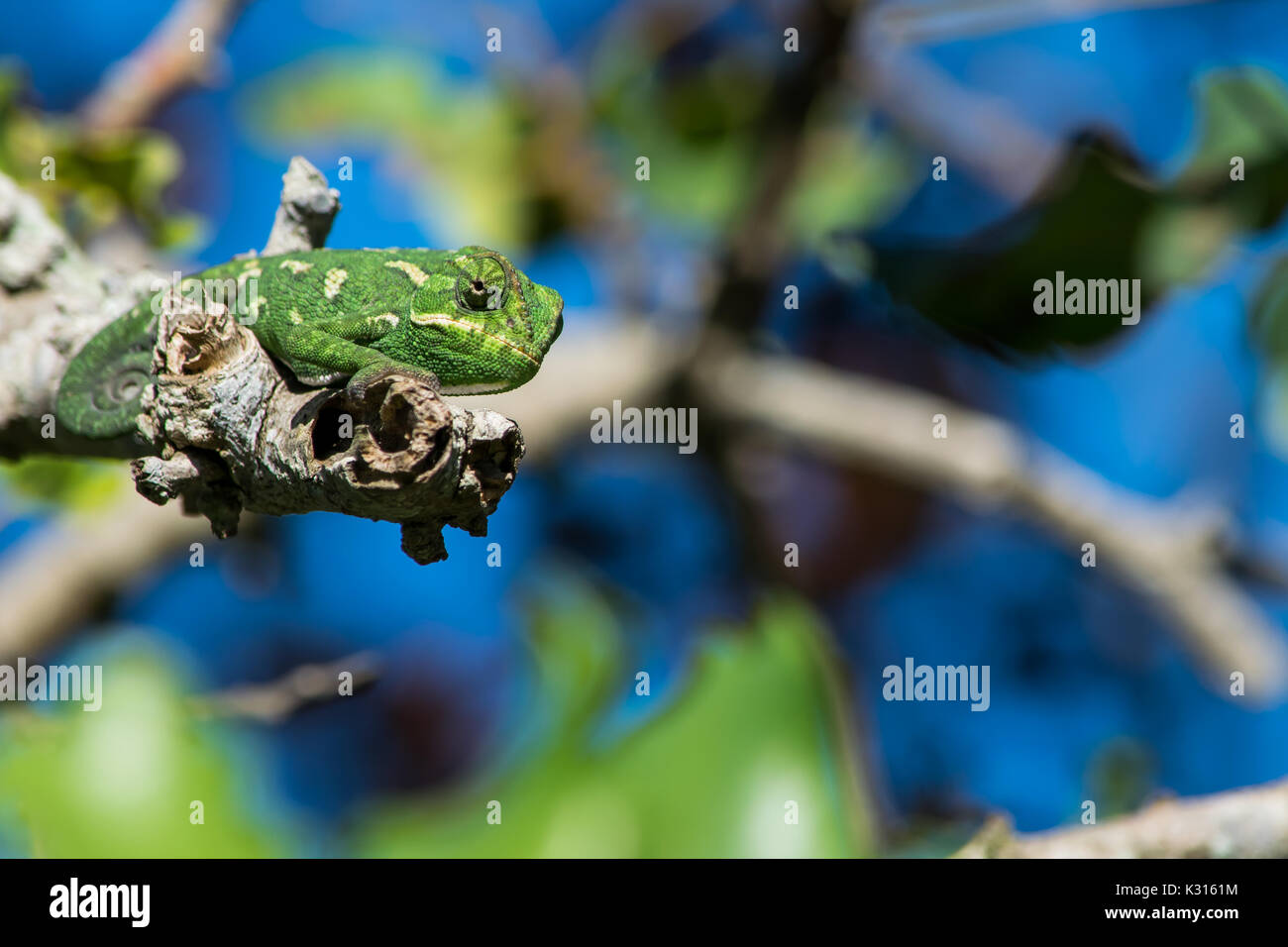 Un camaleonte mediterranea in appoggio su un ramoscello e osservando i suoi dintorni con il suo lembo arricciato, Malta. Foto Stock