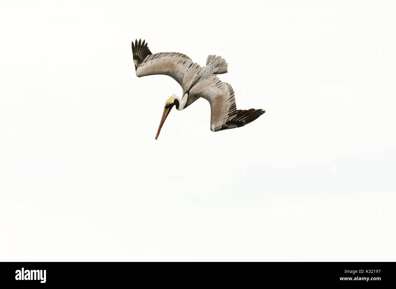 Pelican diving volare è un bellissimo feathered Pacific Coast pelican diving verso l'acqua oceanica. Foto Stock