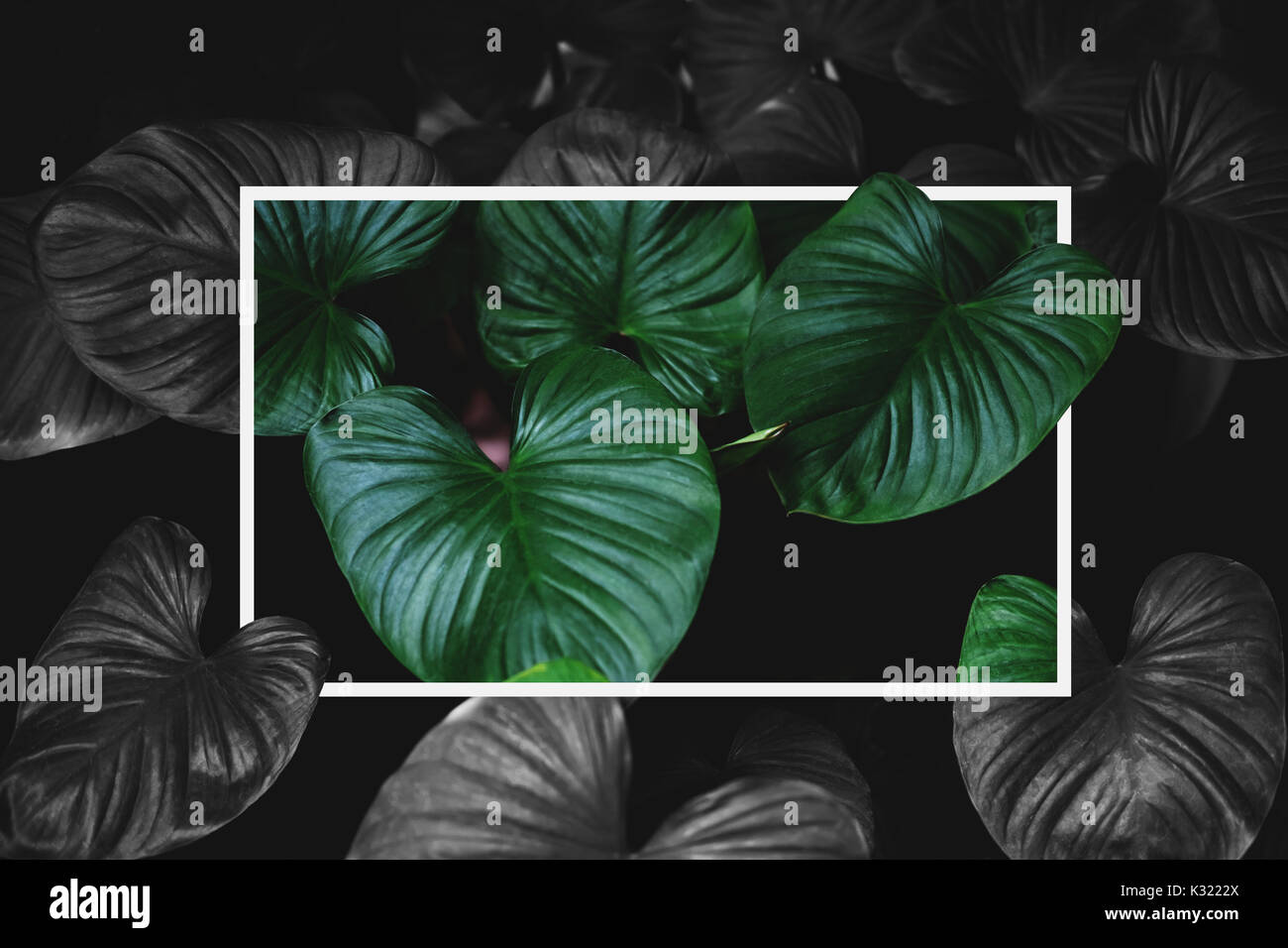 Verde Tropical lascia creative con cornice quadrata layout, verde di contrasto e colori in bianco e nero Foto Stock