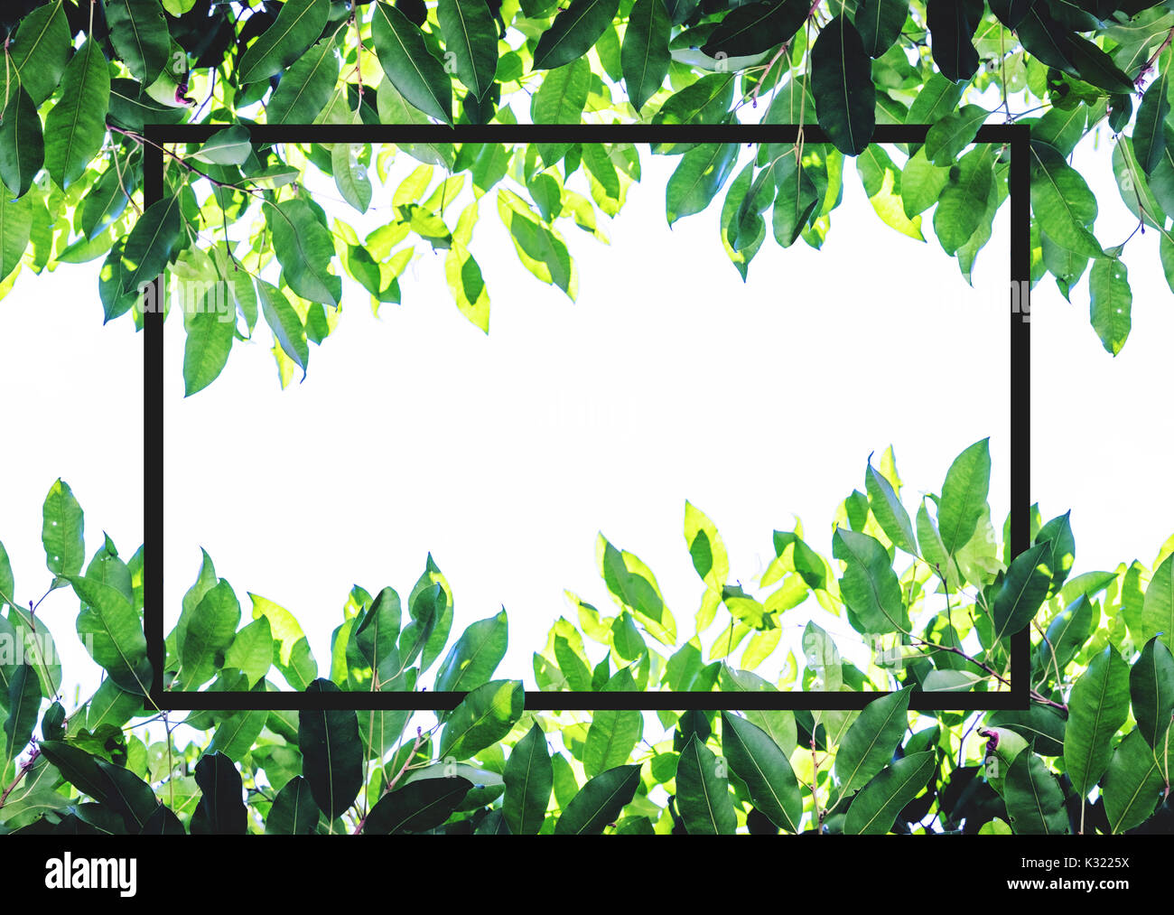 Foglie verdi creative con cornice quadrata formato. su sfondo bianco con spazio di copia Foto Stock