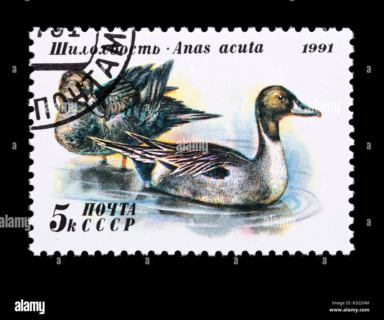 Francobollo dall'Unione Sovietica raffiguranti pintail o northern pintail (Anas acuta) Foto Stock