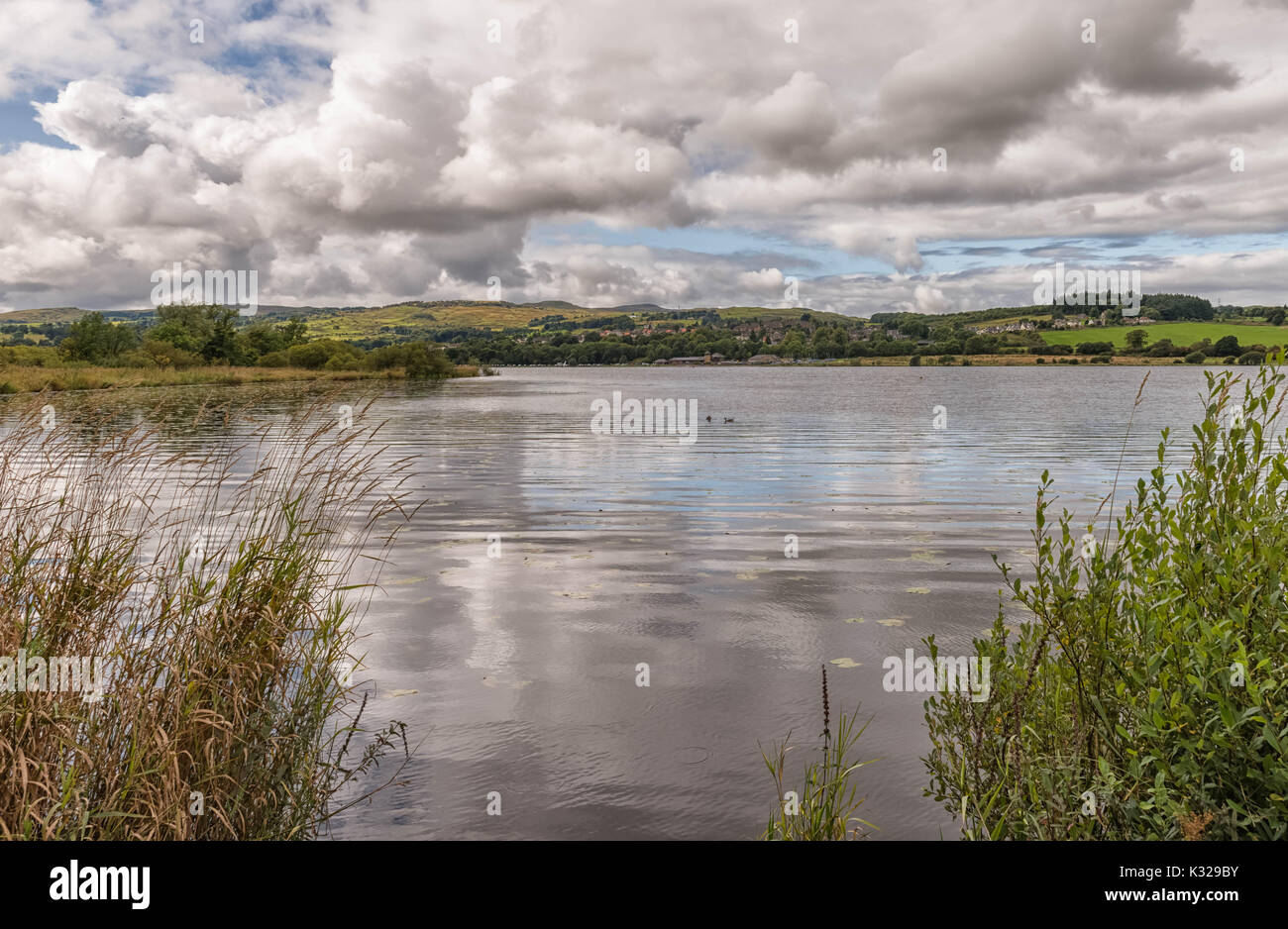 Castello Semple Loch Lochwinnoch Scozia su un luminoso giorno nel mese di agosto. Guardando attraverso l'erba e lamelle di te attraverso il loch alla città di Lochwinnoch ho Foto Stock