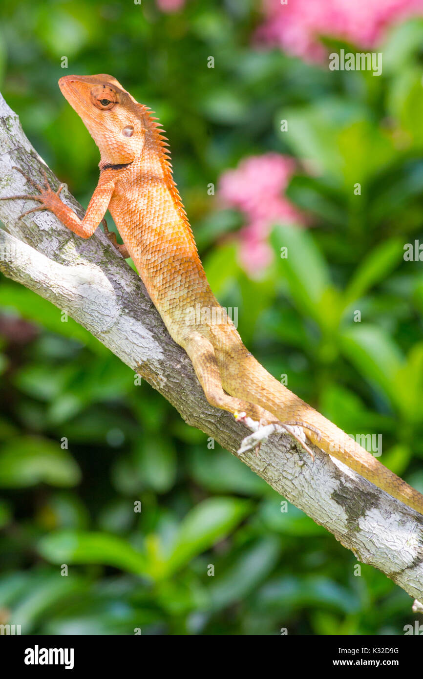 Primo piano di un maschio Oriental Garden Lizard (Calotes versicolor), Phuket, Tailandia Foto Stock