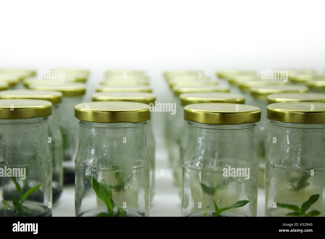 Coltura di tessuti vegetali sul ripiano in laboratorio per la conservazione. Foto Stock