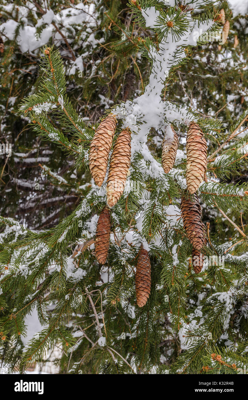 Sottile e lunga, pigne su un abete rosso (Picea abies) mescolato con un po' di neve e aghi verde Foto Stock