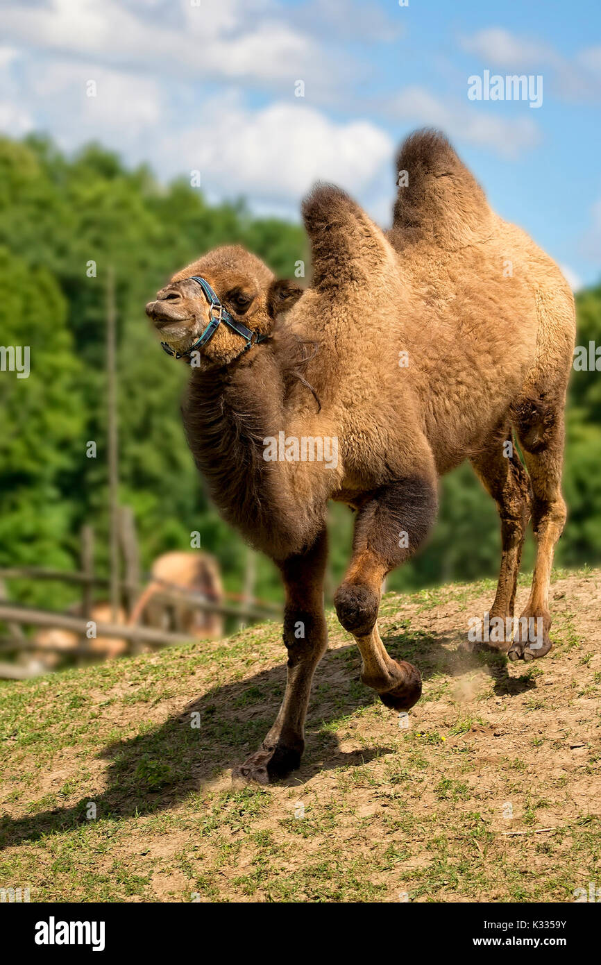 Camel in una radura Foto Stock