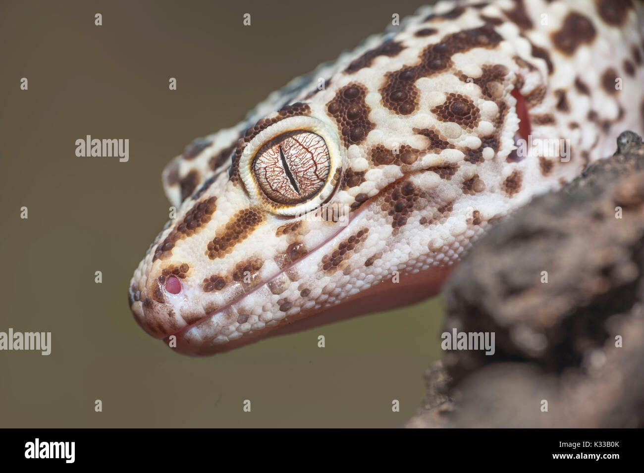 Gecko Foto Stock