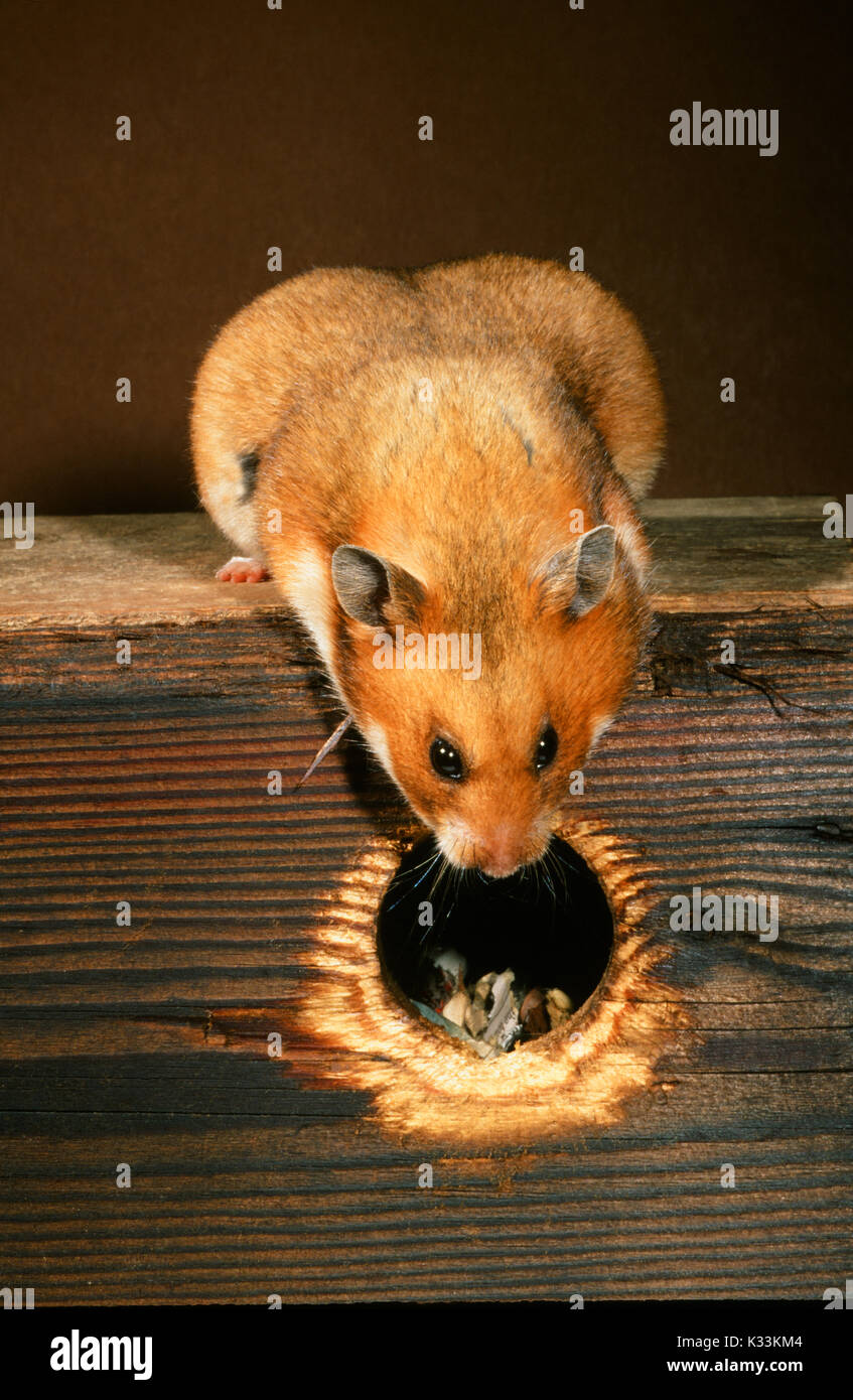 Siro o criceto dorato mesocricetus auratus. Gravidanza o femmina gravido guardando nella scatola di nido. Foto Stock