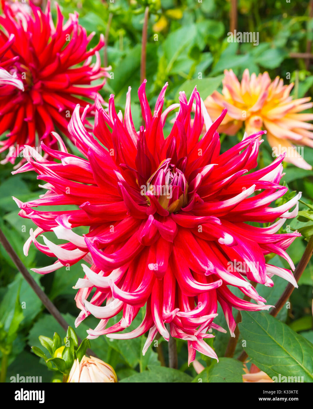 Dahlia semi-cactus 'Frigoulet' crescendo in estate nel West Sussex, in Inghilterra, Regno Unito. Visualizzazione verticale. Red Dahlia in estate. Dalie. Foto Stock