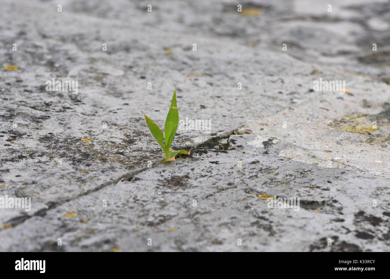 Un tralcio verde di erba emerge dal grigio tra pietre per pavimentazione. Portsmouth, Hampshire, Regno Unito. Foto Stock