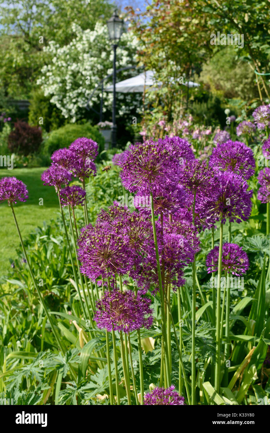 Cipolla ornamentali (allium) Foto Stock
