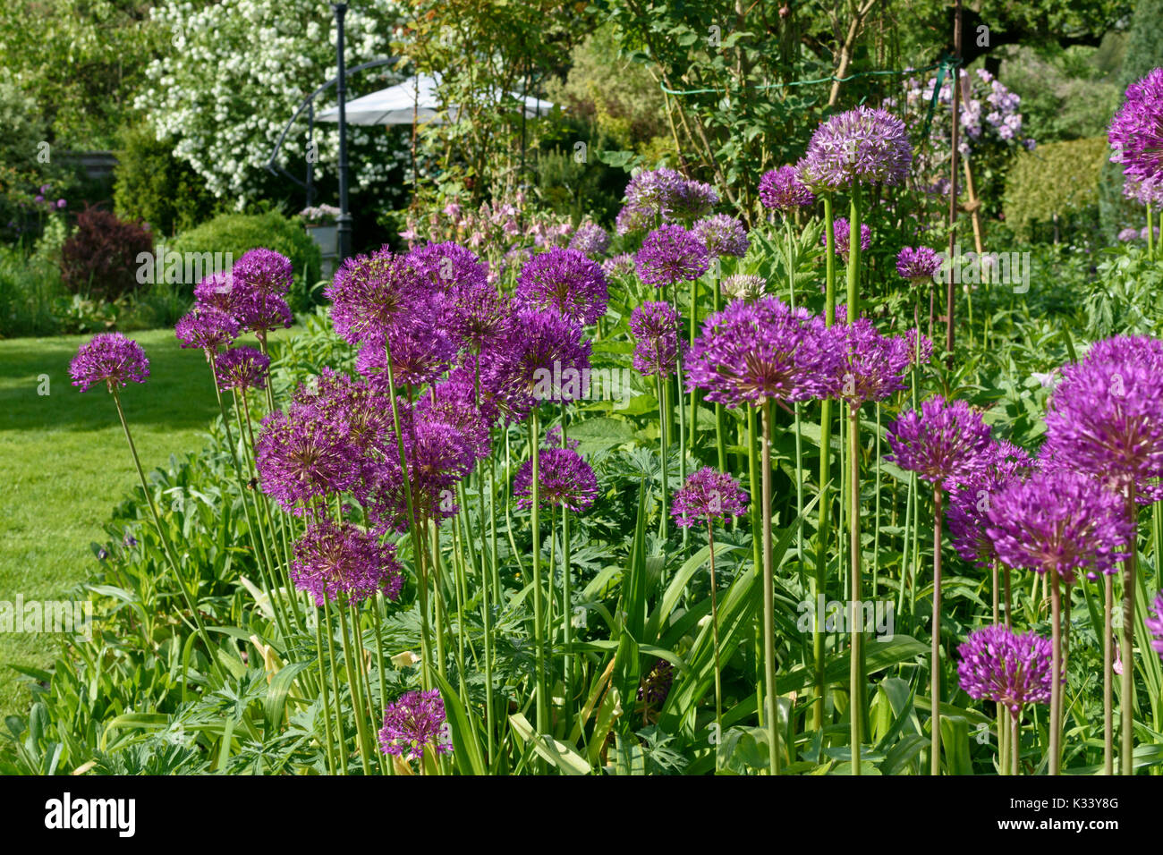 Cipolla ornamentali (allium) Foto Stock