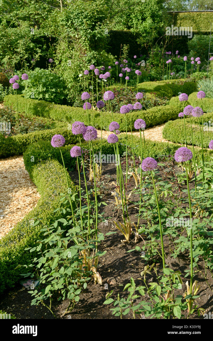 Cipolle ornamentali (allium) con foglie tagliate. design: marianne e detlef lüdke Foto Stock