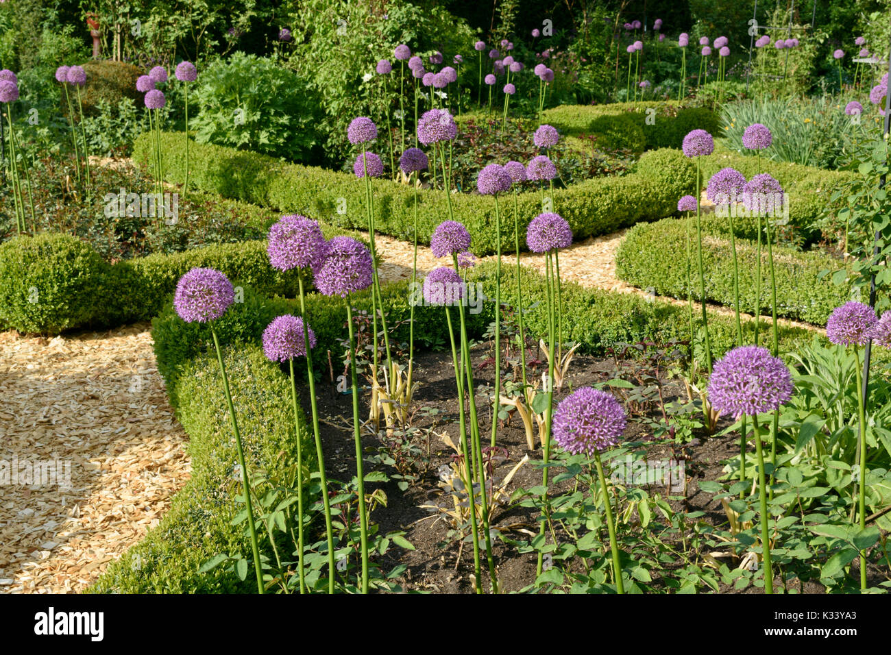 Cipolle ornamentali (allium) e boxwoods (Buxus) in un giardino di rose. design: marianne e detlef lüdke Foto Stock