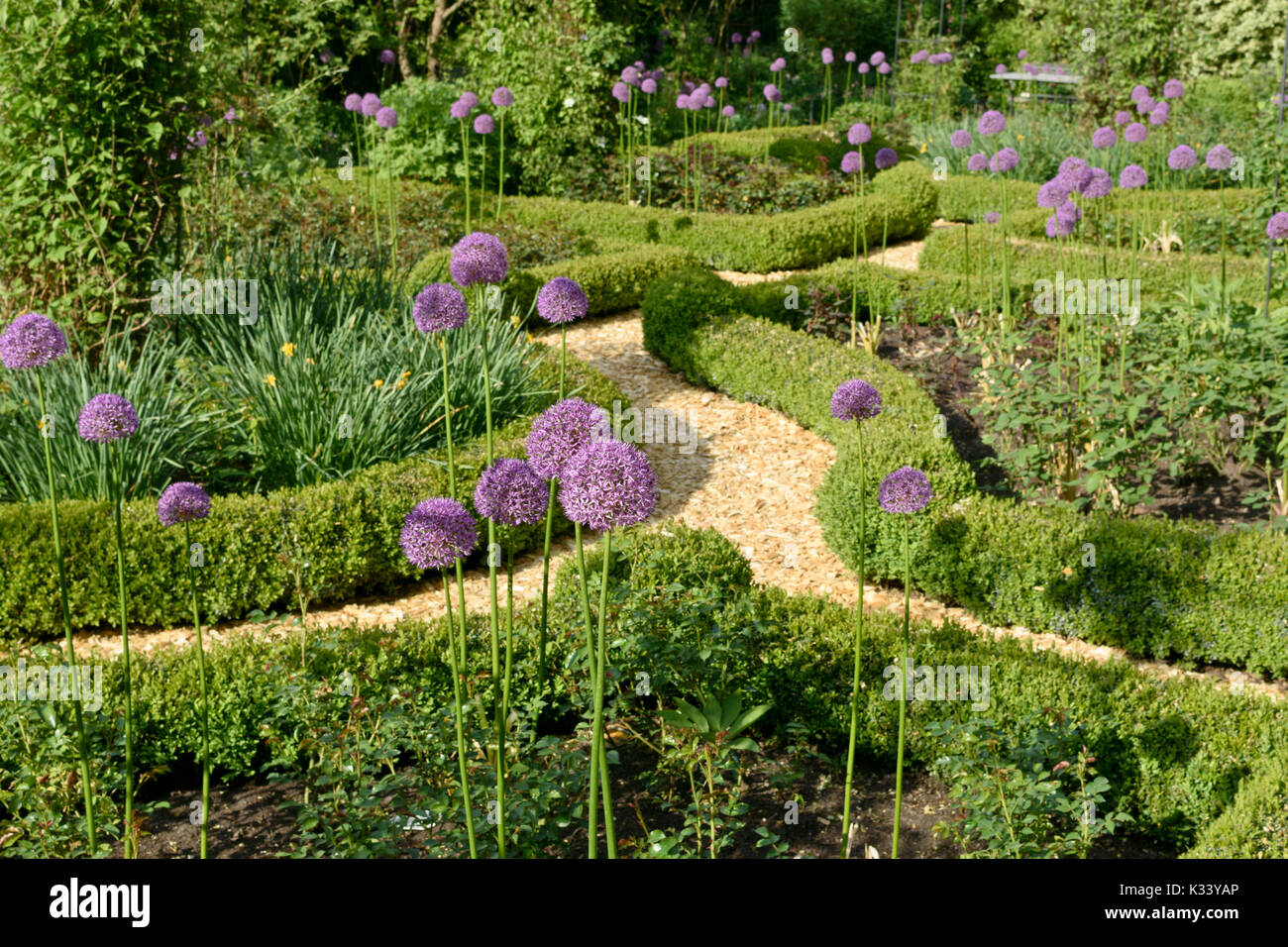 Cipolle ornamentali (allium) e boxwoods (Buxus) in un giardino di rose. design: marianne e detlef lüdke Foto Stock