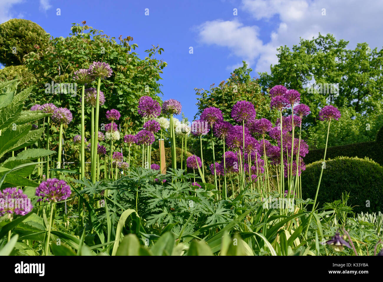 Cipolla ornamentali (allium) Foto Stock