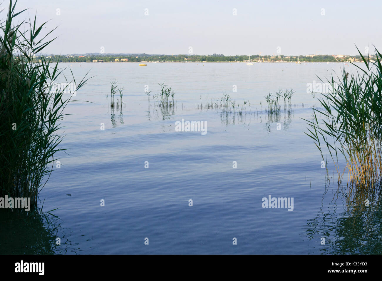 Canna di palude (Phragmites australis) in riva al lago di garda, Italia Foto Stock