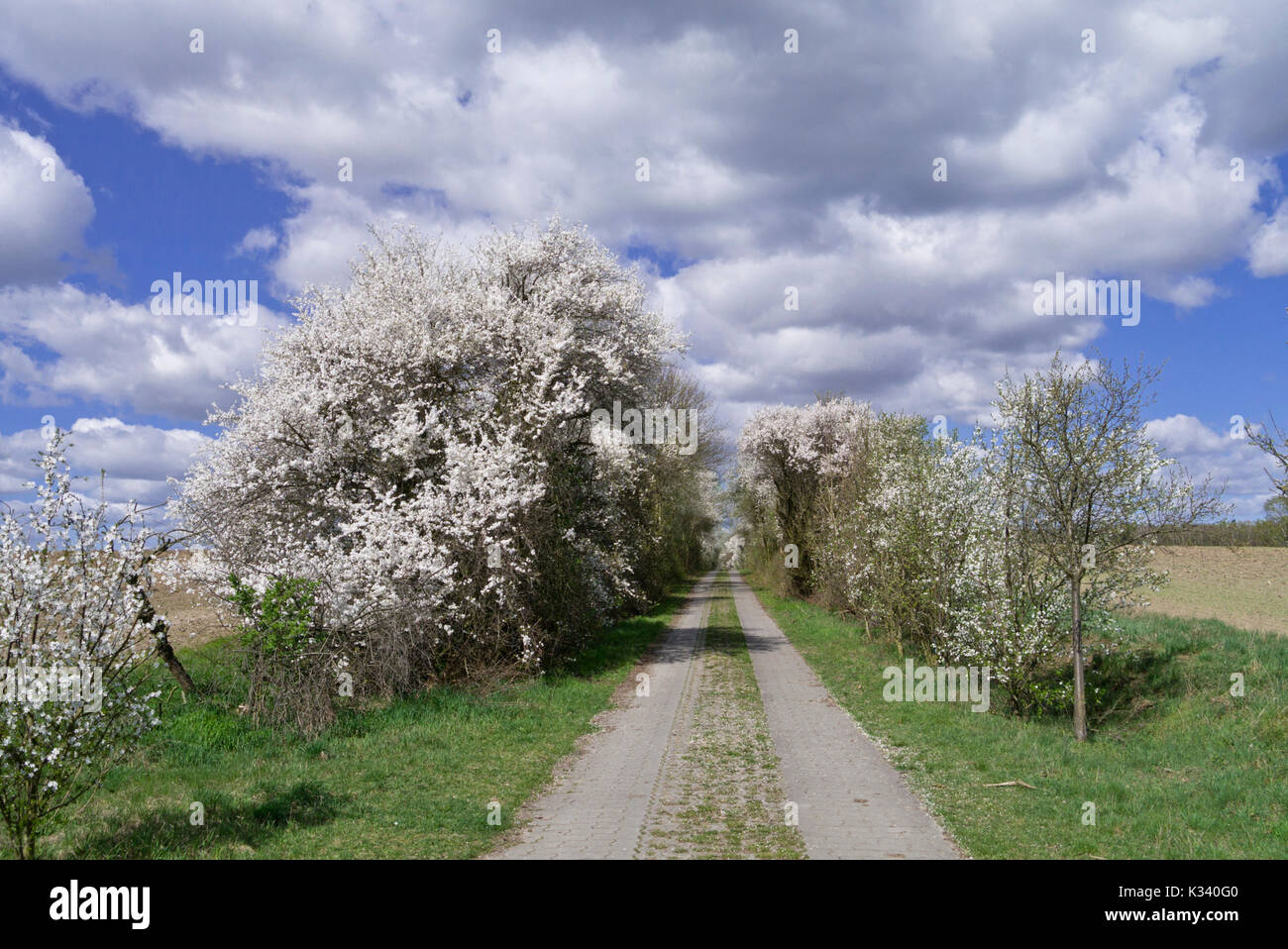 Mirabelles (Prunus domestica subsp. syriaca) Foto Stock