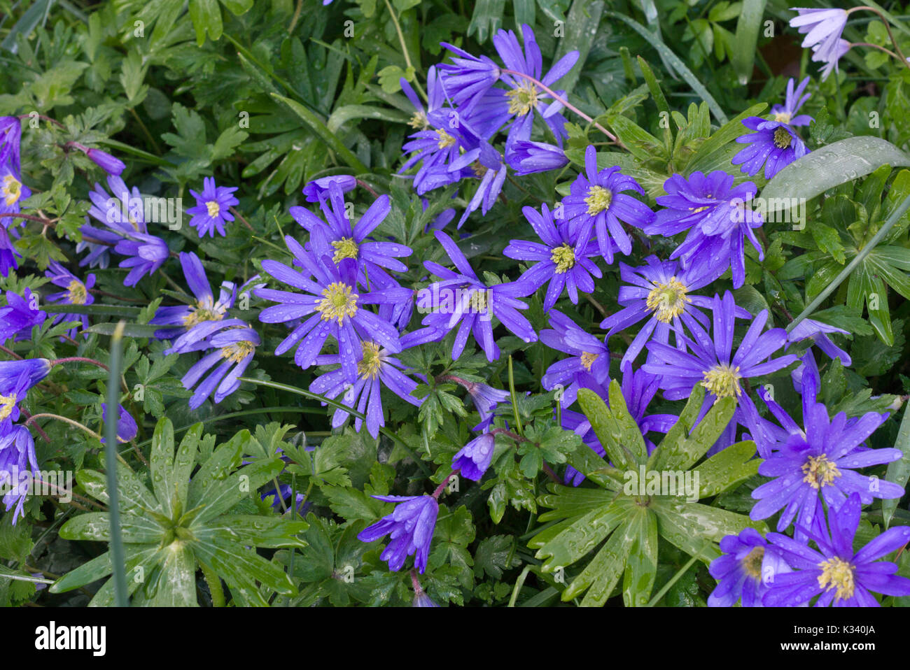 Grecian windflower (anemone blanda " sfumature di blu") Foto Stock