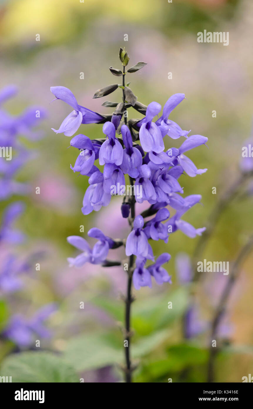 Salvia (salvia longispicata x farinacea 'Mystic guglie blu") Foto Stock