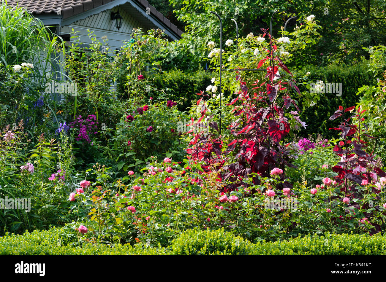 Orache da giardino rosso (Atriplex hortensis var. Rubra) e rose (Rosa). Design: Marianne e Detlef Lüdke Foto Stock
