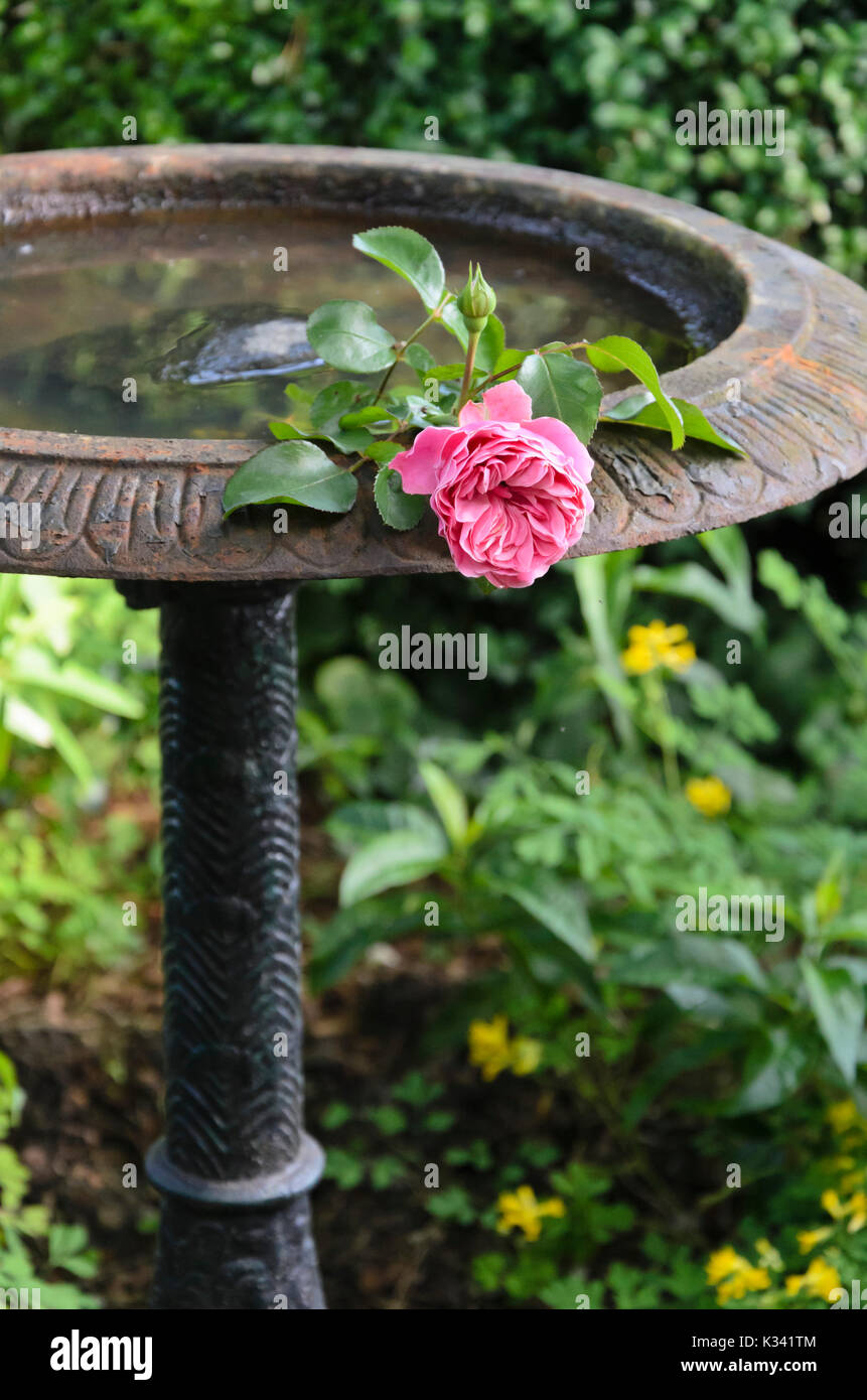 Fiore rosa in una fontana Foto Stock