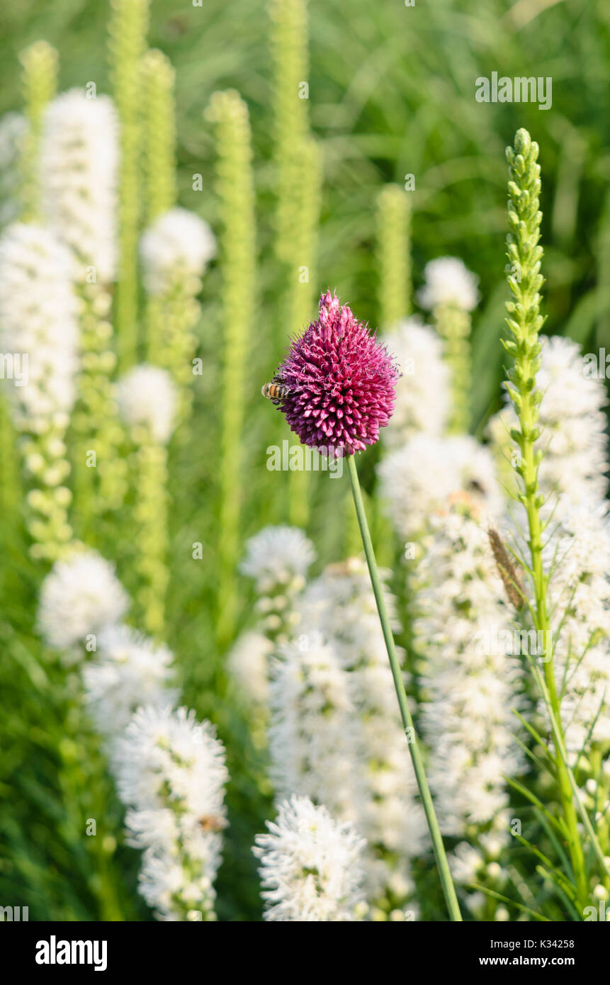 A testa tonda (porro allium sphaerocephalon) e dense blazing star (liatris spicata "floristan bianco") Foto Stock