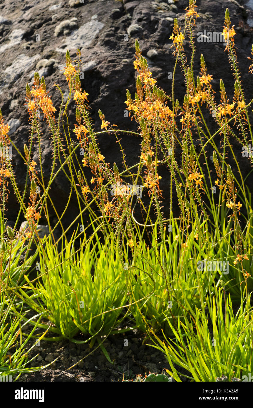 Bulbine frutescens Foto Stock