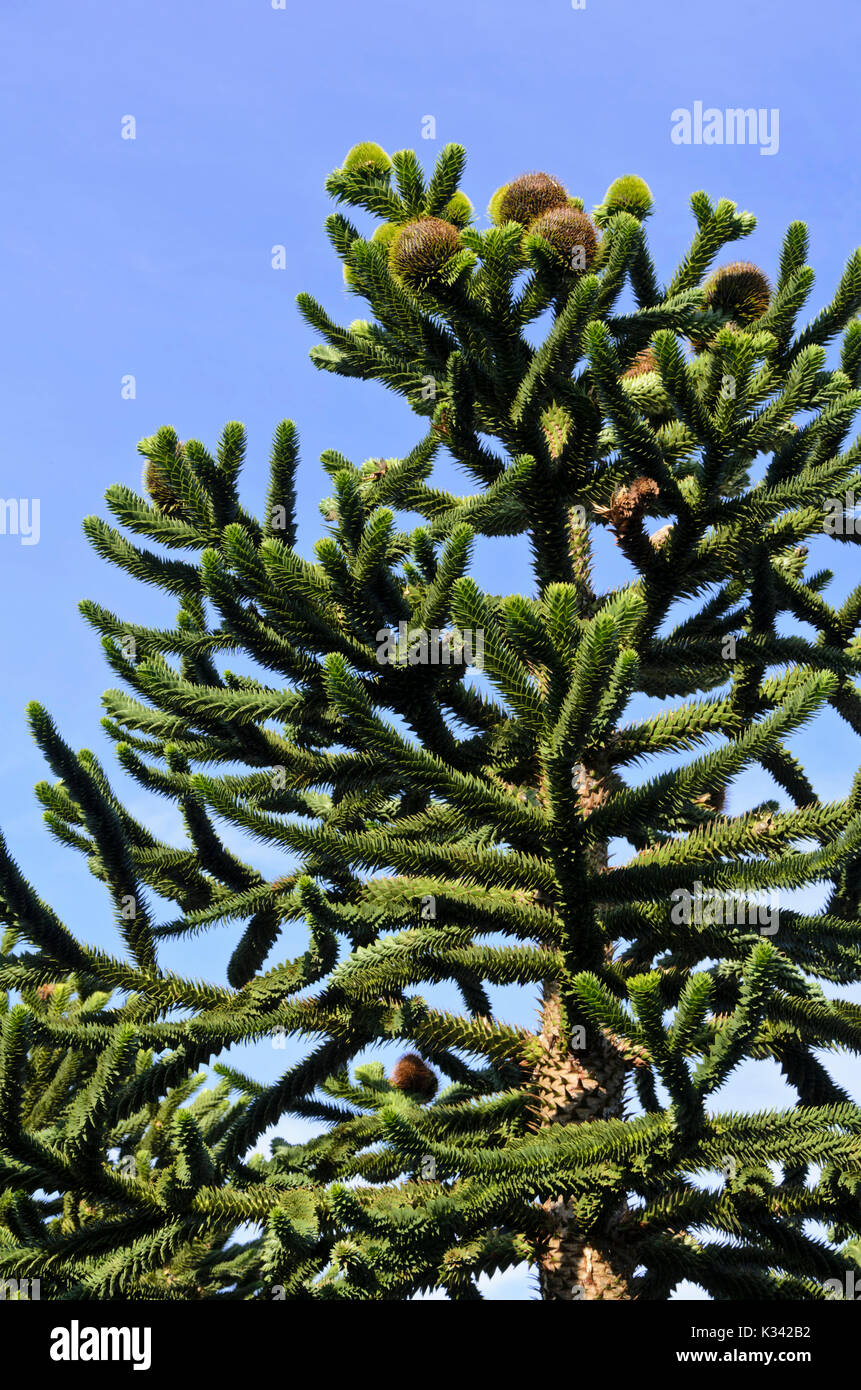 Cile (pino araucaria araucana) Foto Stock