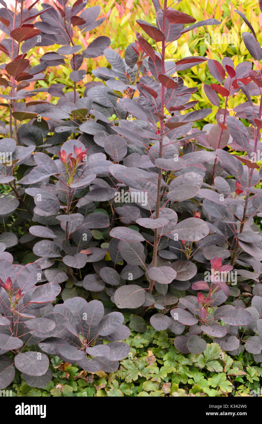Fumo eurasiatica tree (Cotinus coggygria 'Royal Purple') Foto Stock