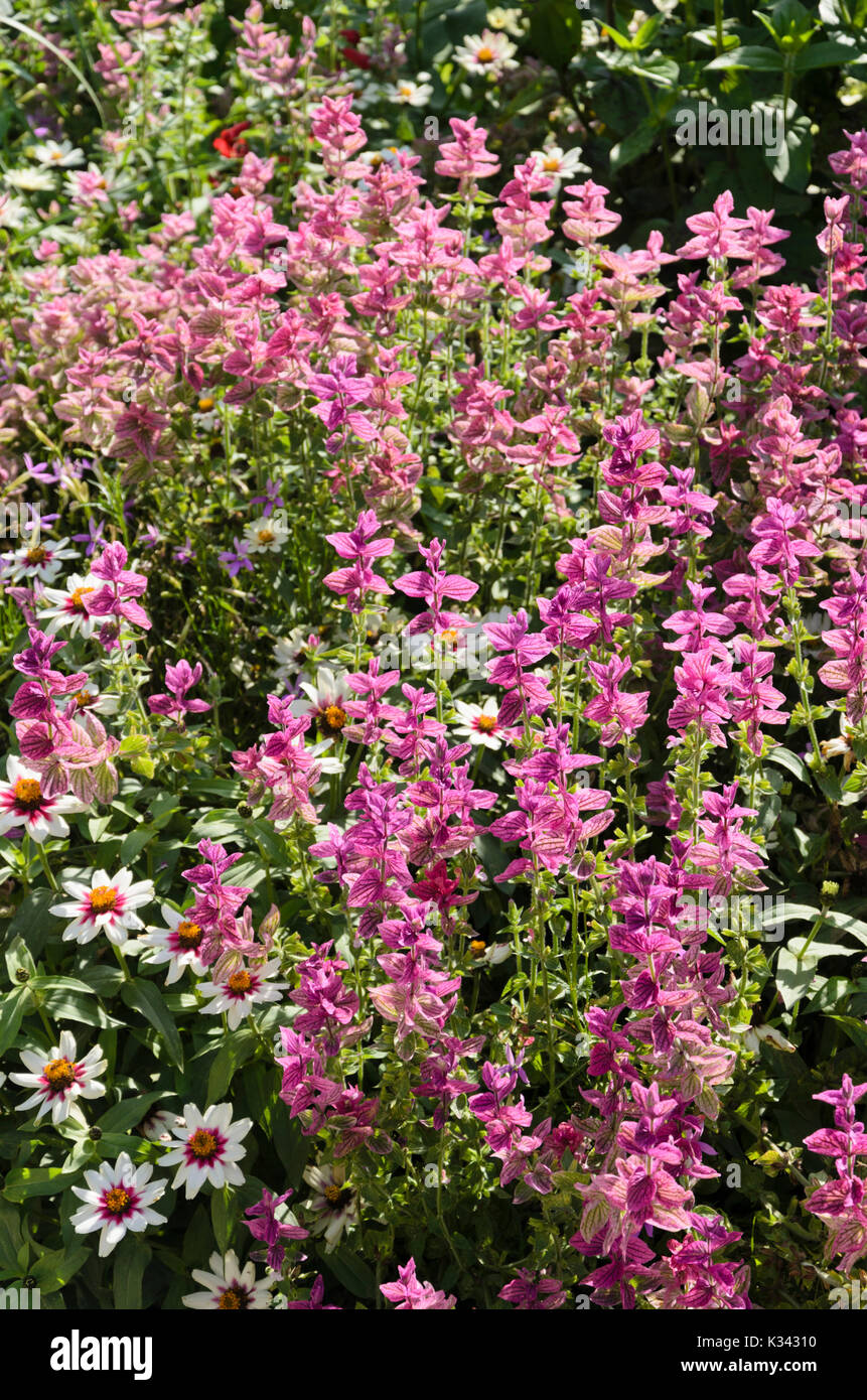 Annuale di salvia (Salvia viridis syn. salvia horminum) Foto Stock