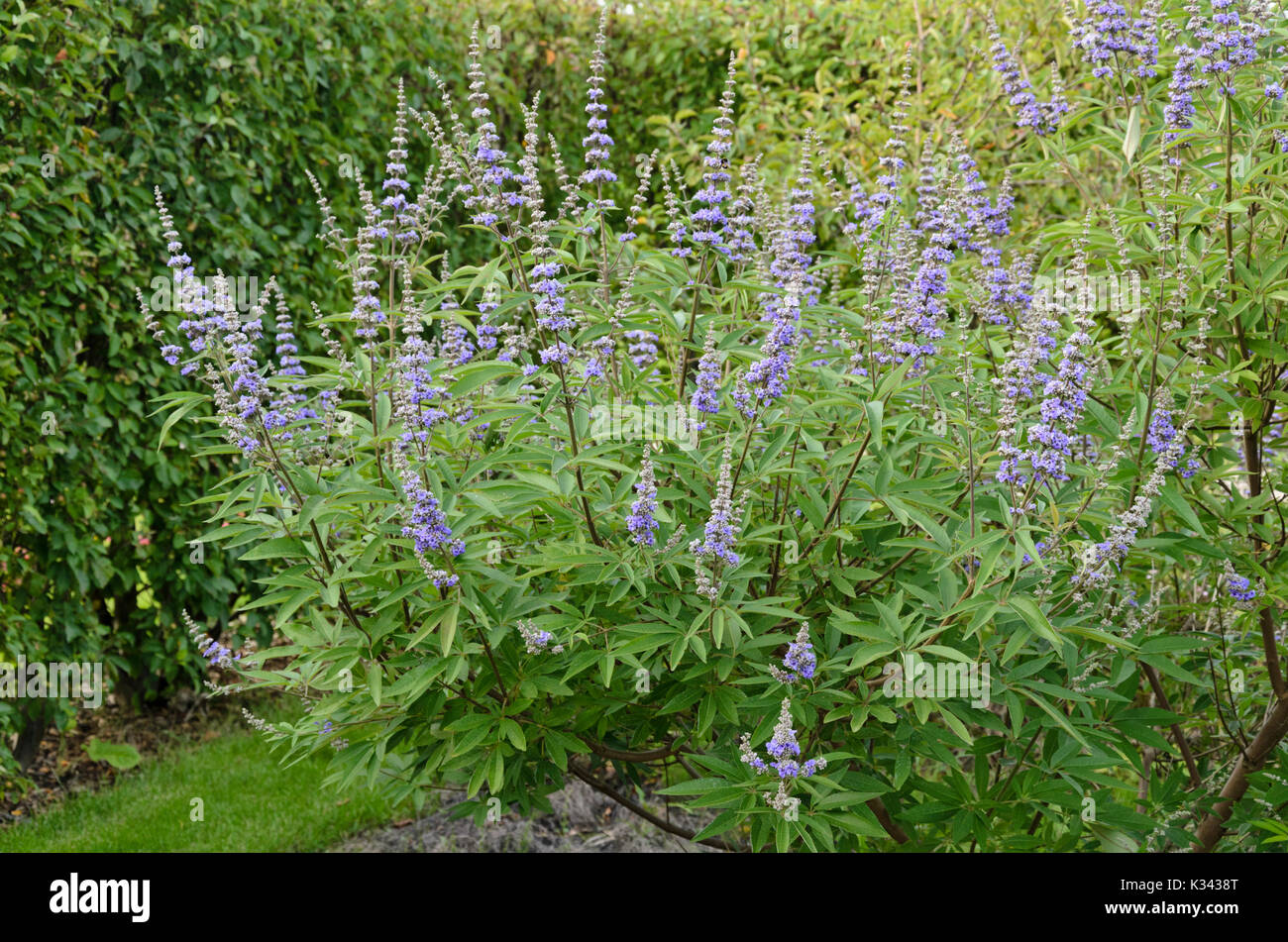 Casto tree (Vitex agnus-castus) Foto Stock