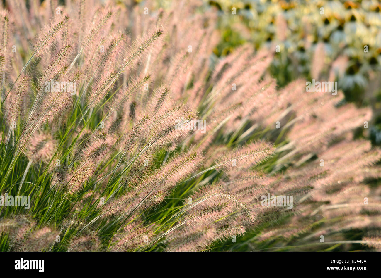 Fontana di nana erba (pennisetum alopecuroides "Hameln') Foto Stock