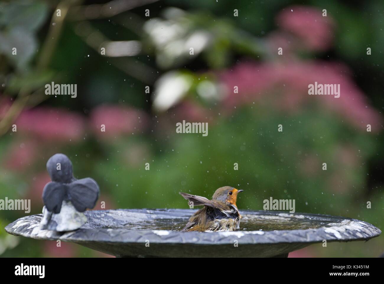 Unione Robin (Erithacus rubecula) in metallo bird bagno, Germania Foto Stock