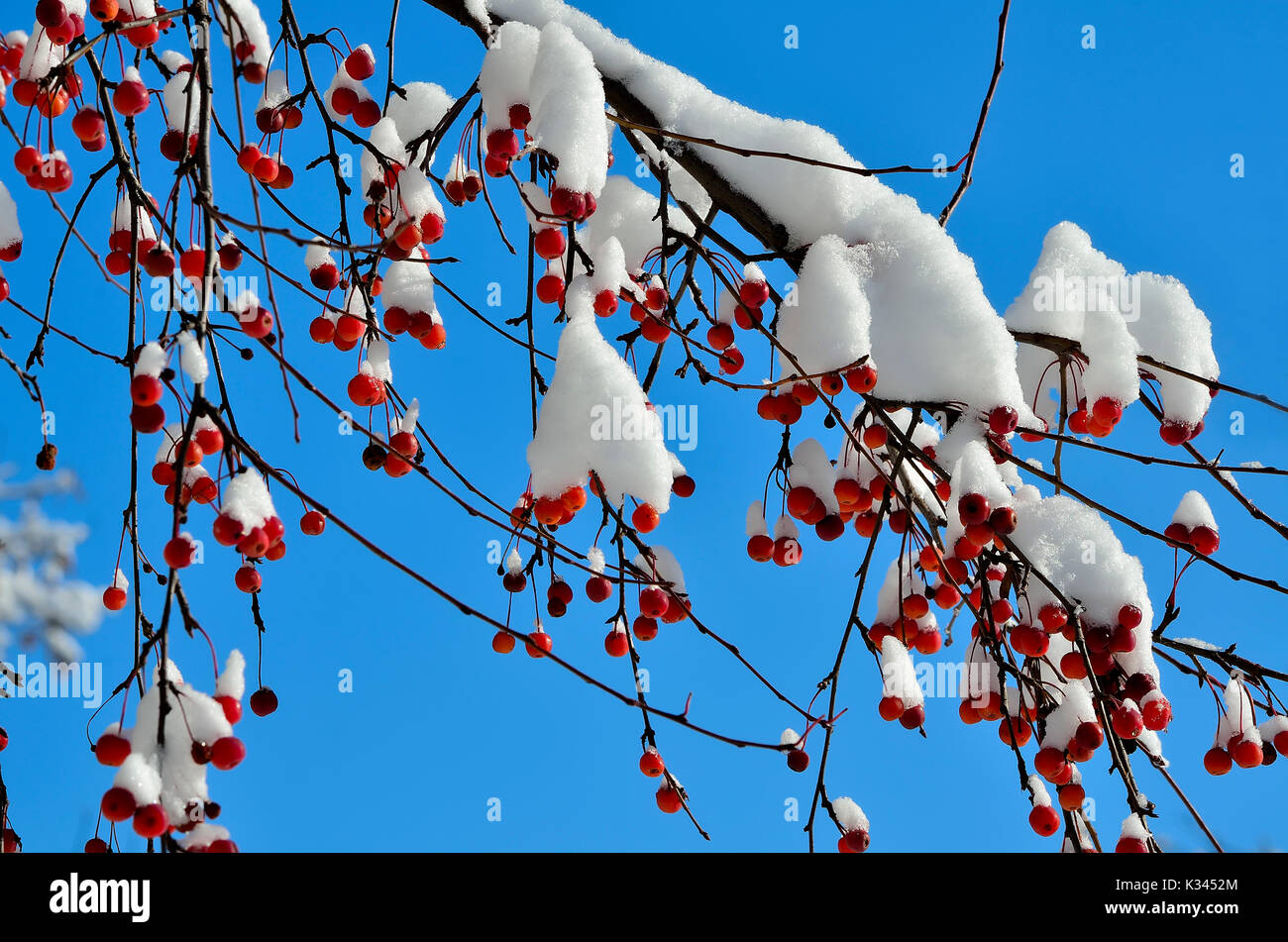 Le decorazioni di Natale della natura invernale - coperta di neve ramo della mela selvatica albero con frutti rossi close-up su un luminoso cielo blu sullo sfondo - amazi Foto Stock