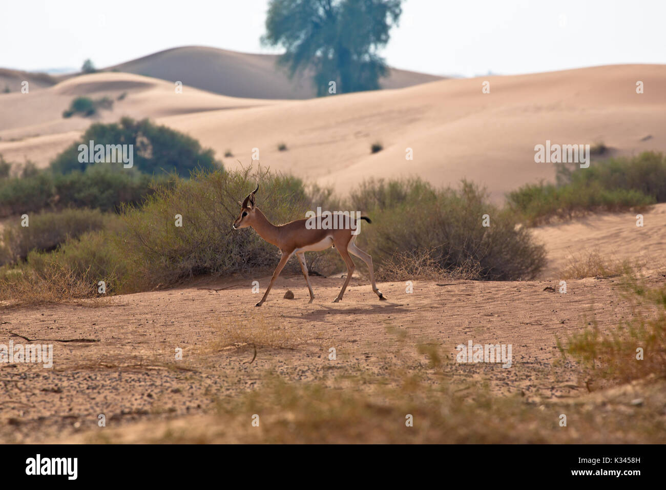 Arabian gazzella a esso naturale habitat nel deserto Foto Stock