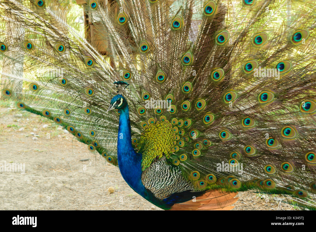 Bellissimo ritratto di pavone, maschio peacock visualizzando il suo timoniere Foto Stock