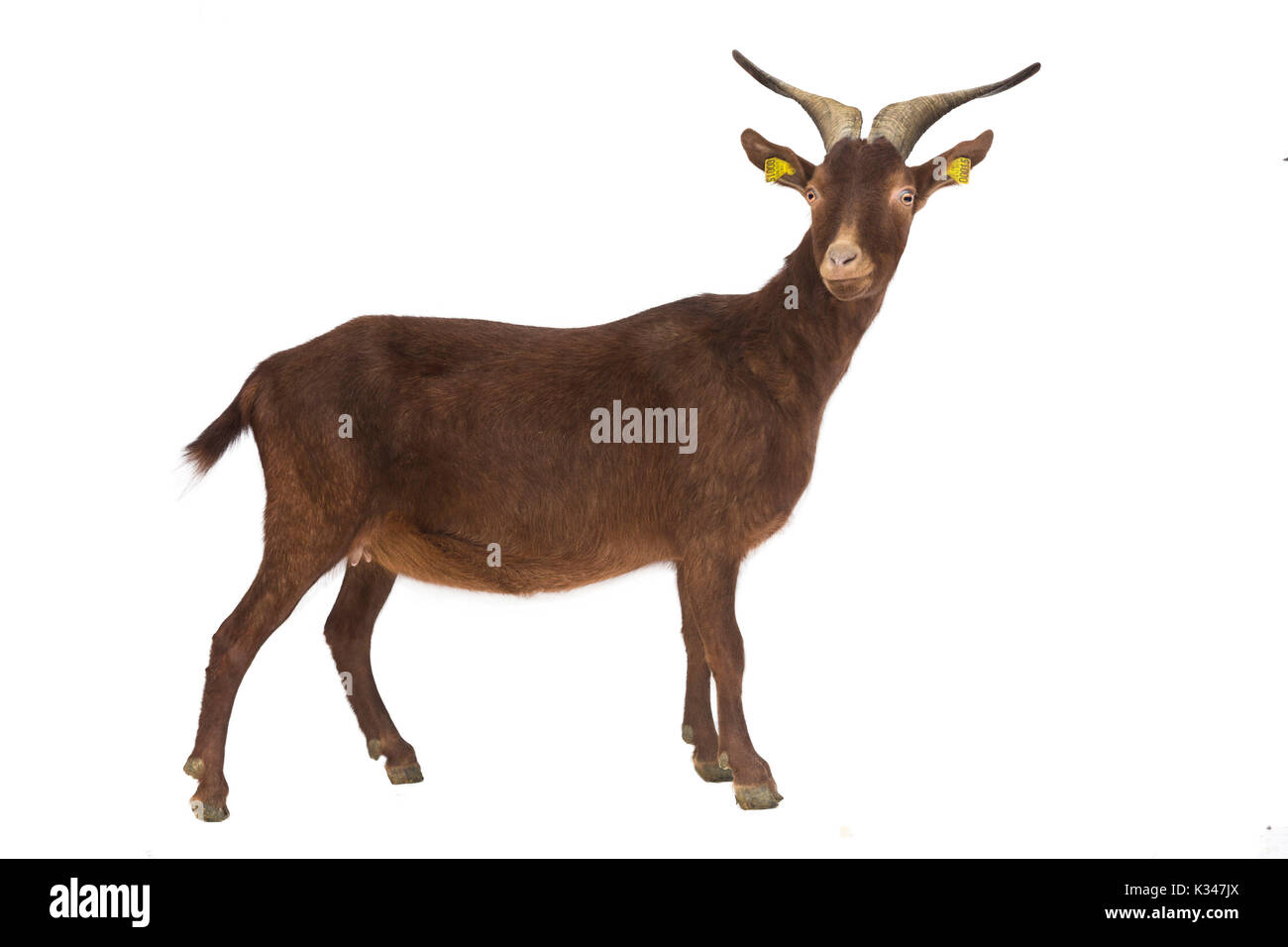 Razza francese, capra dalla Francia: capra rove, profilo, possono essere tagliati fuori. Capra Rove con corna e una campana intorno al suo collo, delineato. Foto Stock