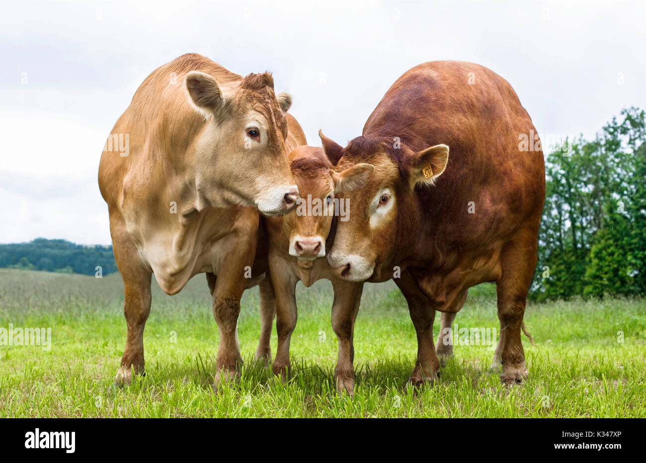 Limousin bull, mucca e vitello, in piedi accanto a ogni altro nell'erba. Foto Stock