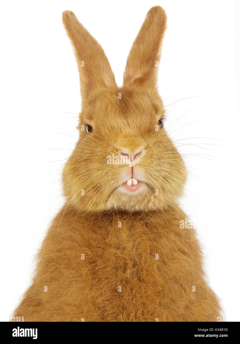 Fauve de Bourgogne coniglio domestico con Incisivi visibili Foto Stock