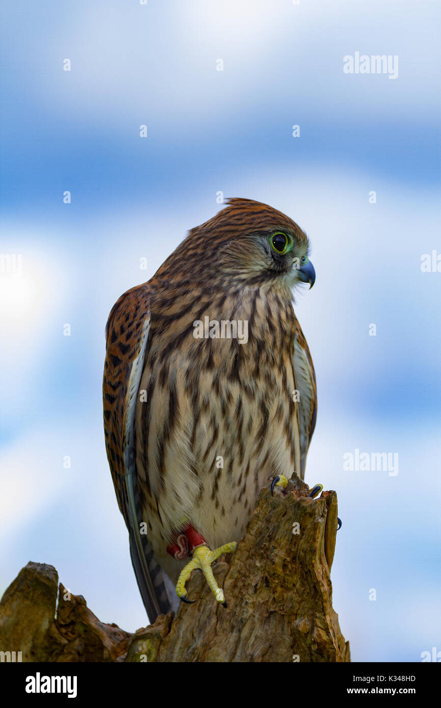 I capretti femmina di Gheppio Falco tinnunculus captive. Regno Unito Foto Stock