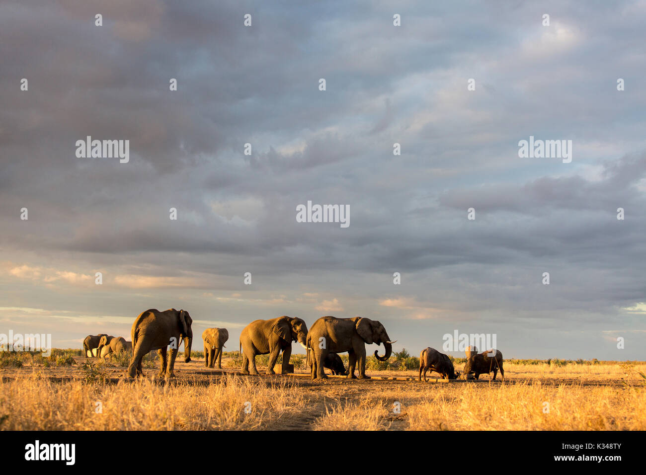 Tori di elefante africano (Loxodonta africana) e Buffalo (Syncerus caffer) riuniti ad una waterpoint nel Parco di Kruger nel tardo pomeriggio Foto Stock