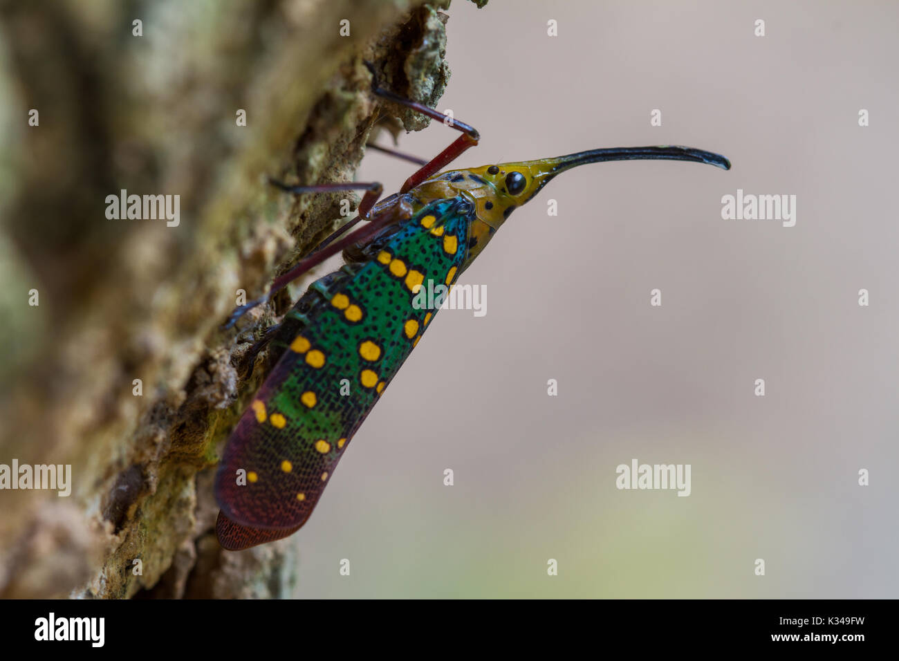 Cicala o Lanternfly (Saiva gemmata ) insetto su albero in natura Foto Stock
