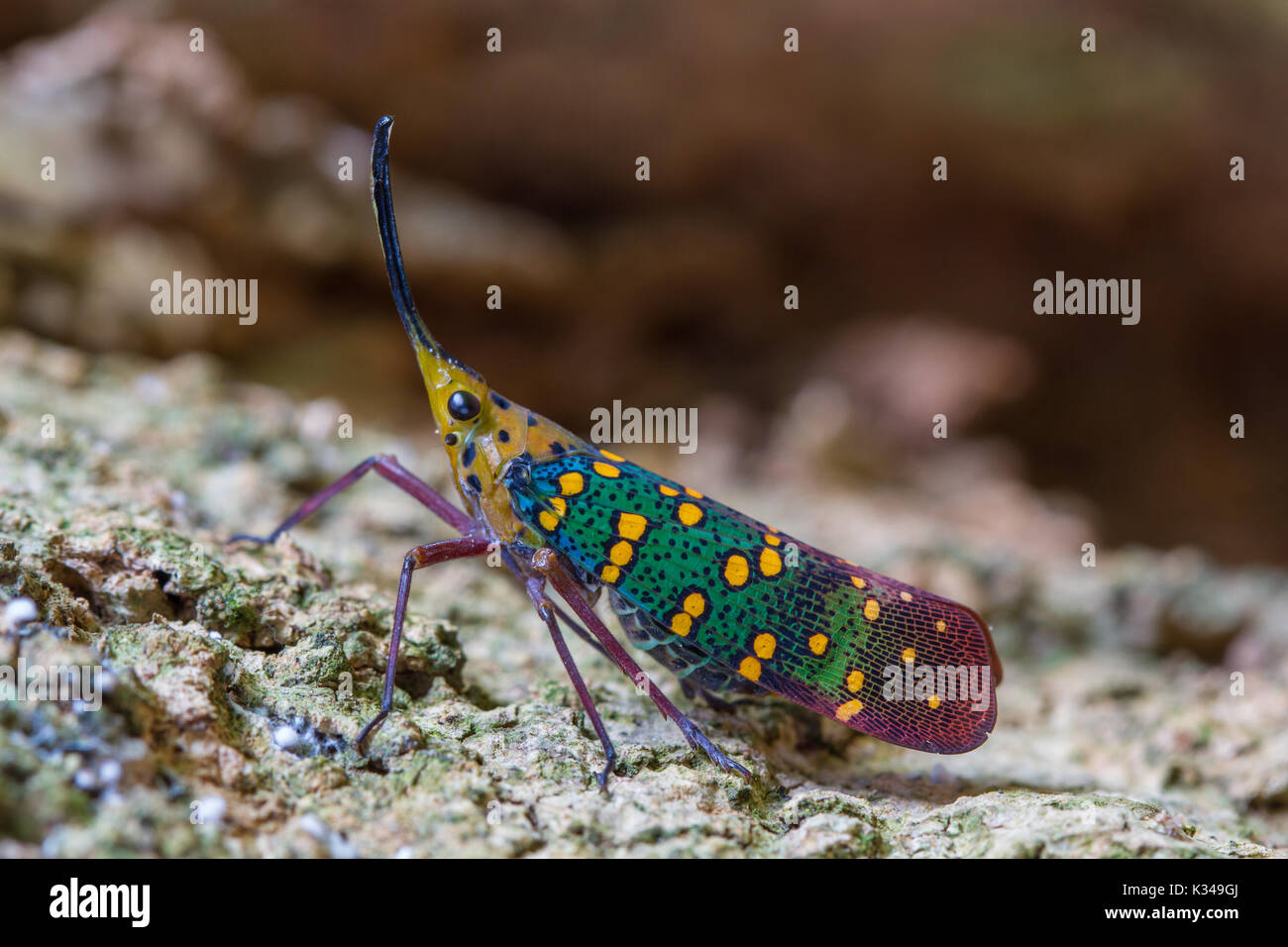 Cicala o Lanternfly (Saiva gemmata ) insetto su albero in natura Foto Stock